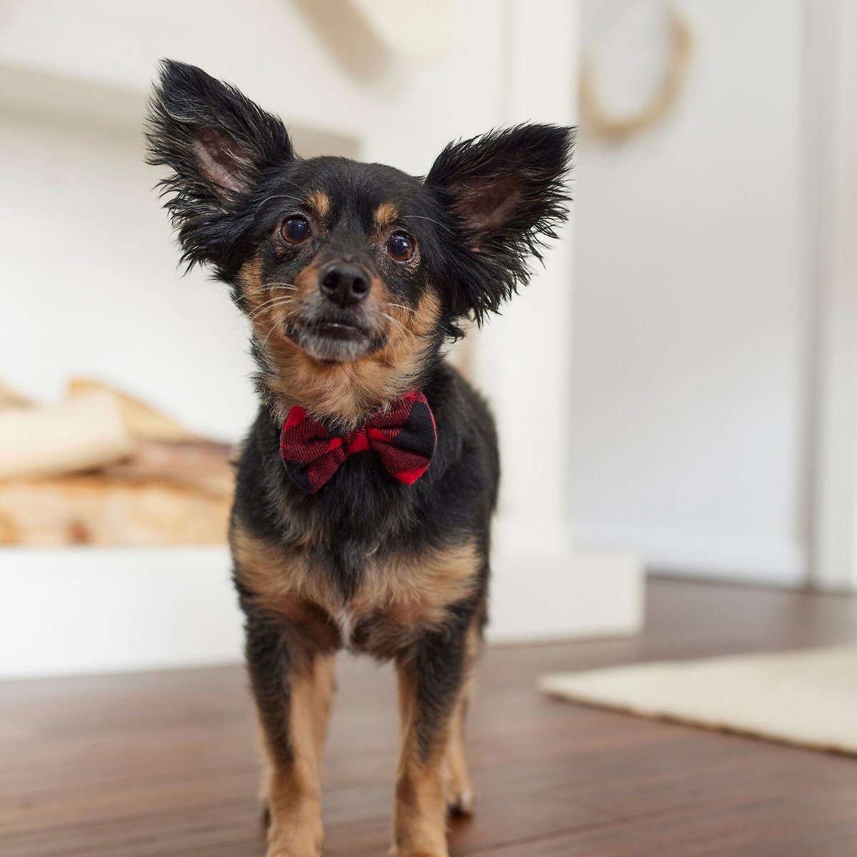 Chewy pet supplies featuring toys and treats for happy pets.