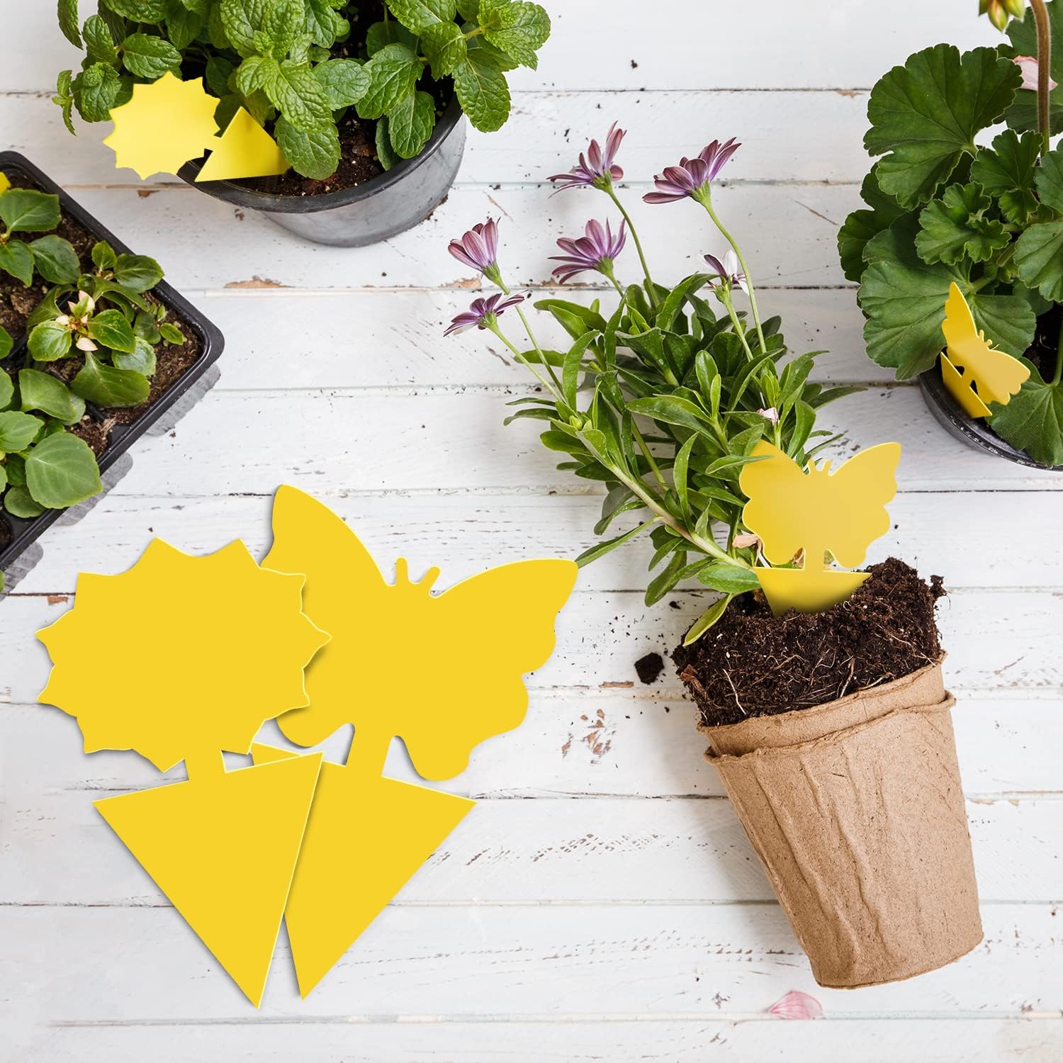 Yellow sun and butterfly-shaped sticky fly traps in plant pots
