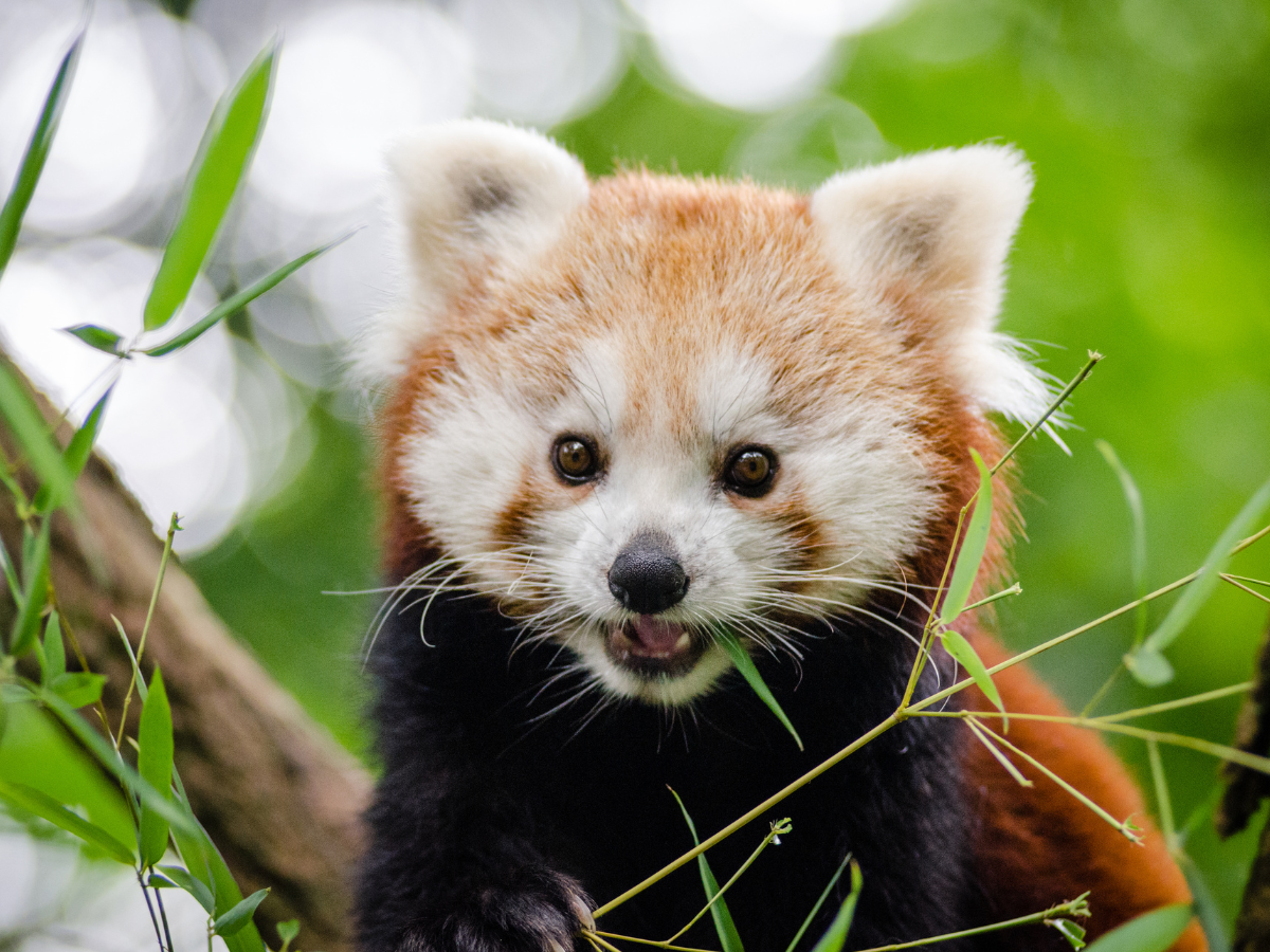 An endangered red panda smiles for the camera