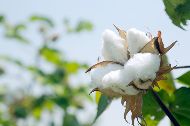 Premium long-staple cotton buds and branches growing in the sun