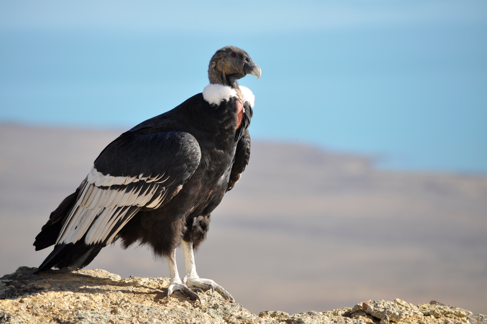 An endangered California Condor bird standing on top of some rocks