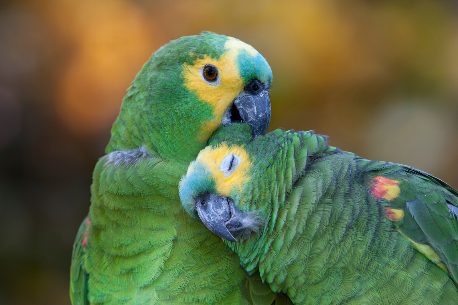 Two endangered green Amazon parrots cuddle up to each other