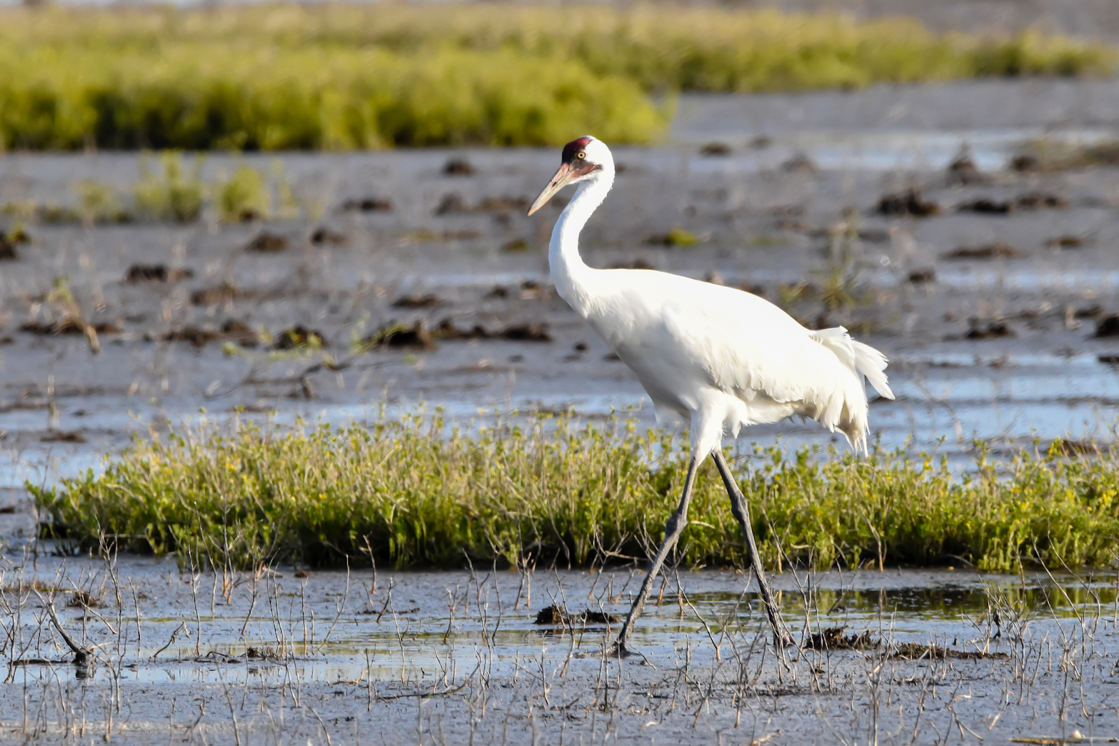 An endangered whooping crane walking through a marsh