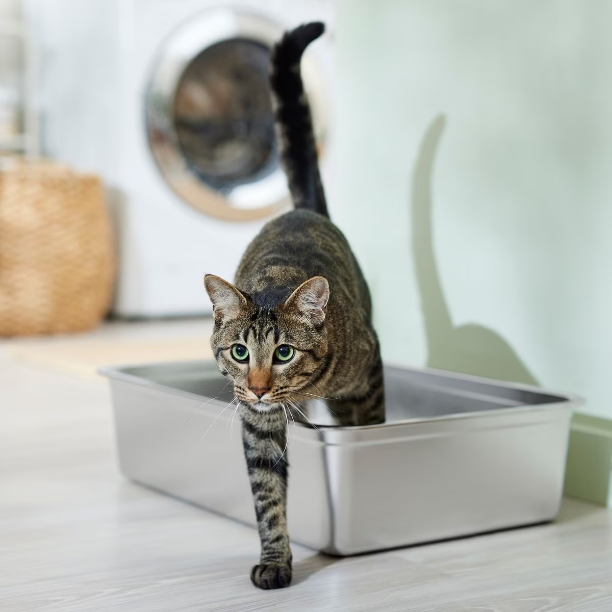 Frisco stainless steel cat litter box with a rubber bottom to prevent slipping, placed on a flat surface with litter inside, ready for use.