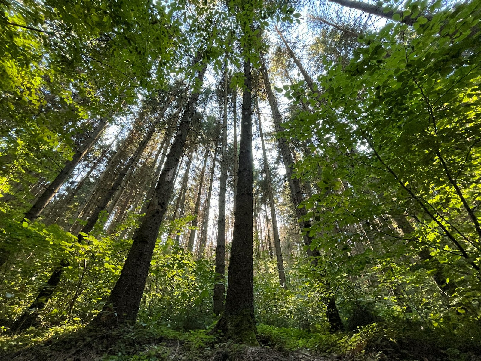 A shot of a forest filled with trees taken as the sun is setting