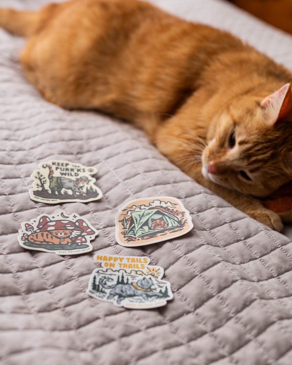 A set of four sustainable stickers sit on top of a bed next to a tabby cat