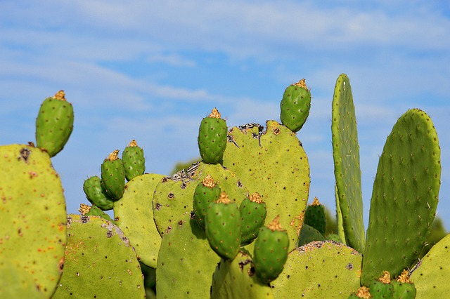 A close up shot of the surface and thorns of prickly pear cactus 