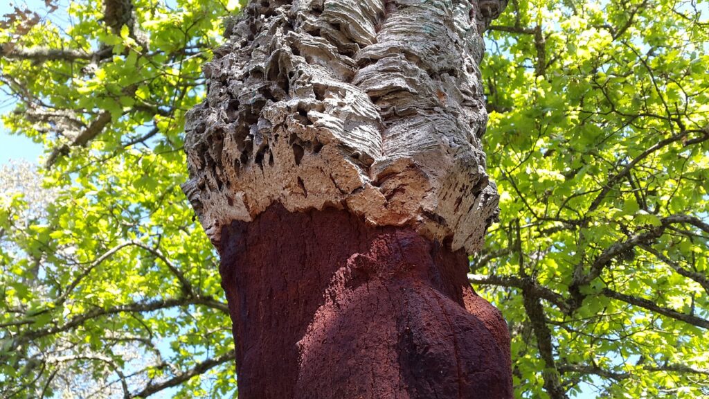 A cork tree with bark that has been harvested